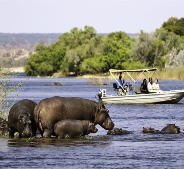 Boat Safaris