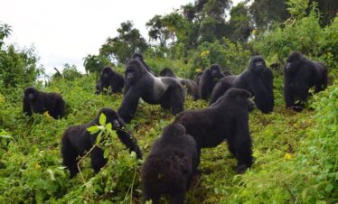 Rwanda & Uganda Gorilla Trekking Safari (6 Days)