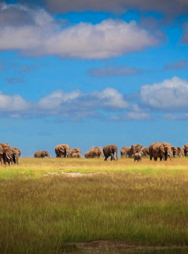 amboseli_eles1